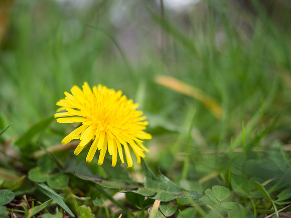 Dandelion