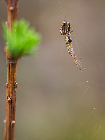 Spiders on Larch