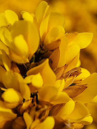 Gorse Flower