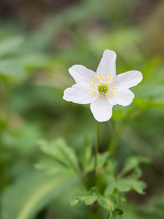 Wood Anenome