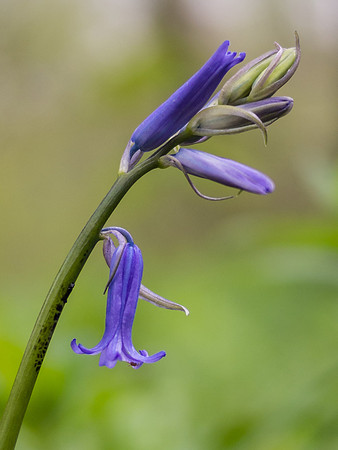 Bluebell Open
