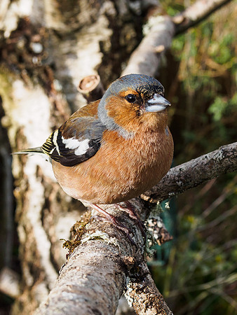 Chaffinch