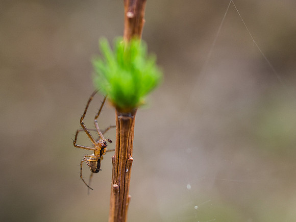 Spiders on Larch