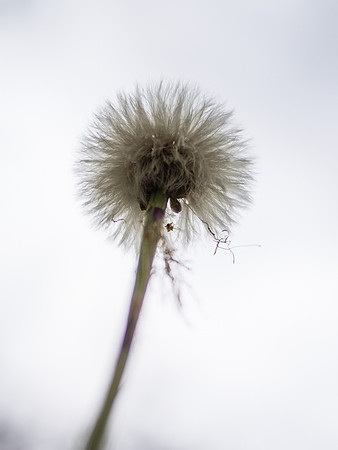 Dandelion Head