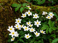 Wood Anenome