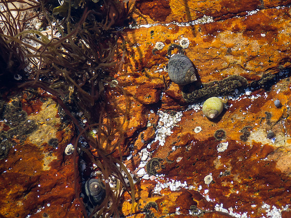 Rock Pool