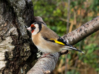 Goldfinch 3
