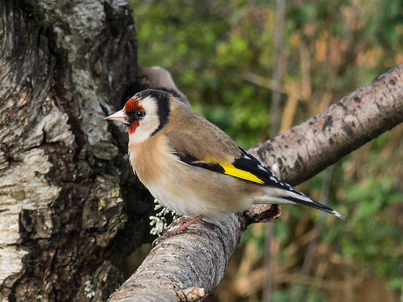 Goldfinch 3