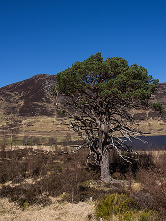 Scots Pine