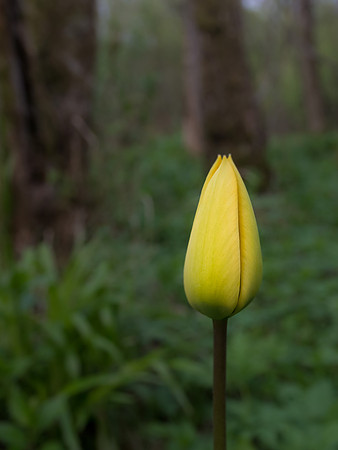 Tulip Growing Wild