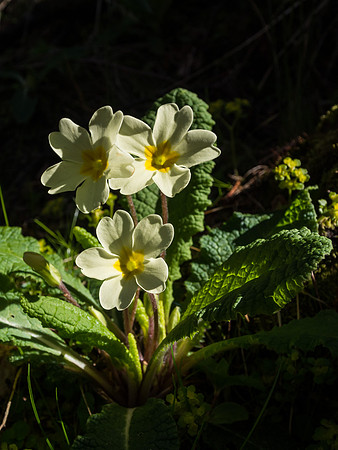 Primrose in Dappled Shade