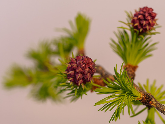 Larch Flowers 2