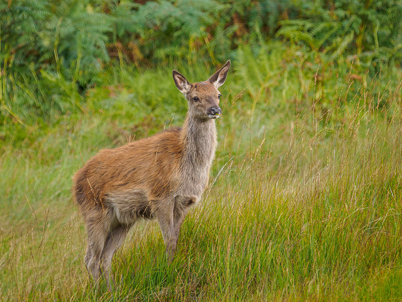 Hinds and Fawns
