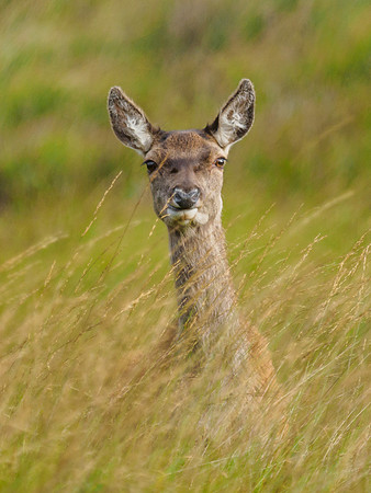 Hinds and Fawns