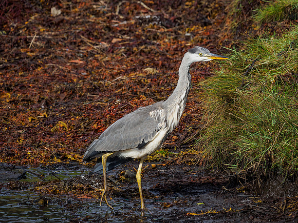 Young Grey Heron