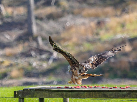 Tollie Red Kites