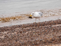 Chanonry Point