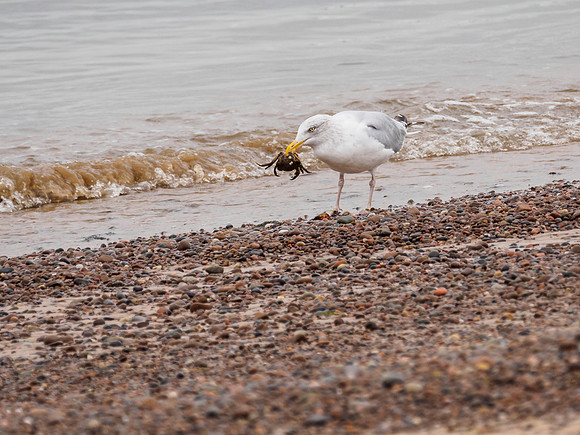 Chanonry Point
