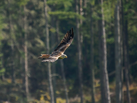 Tollie Red Kites