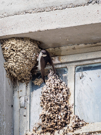 House Martin Nest