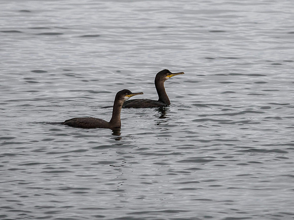 Chanonry Point