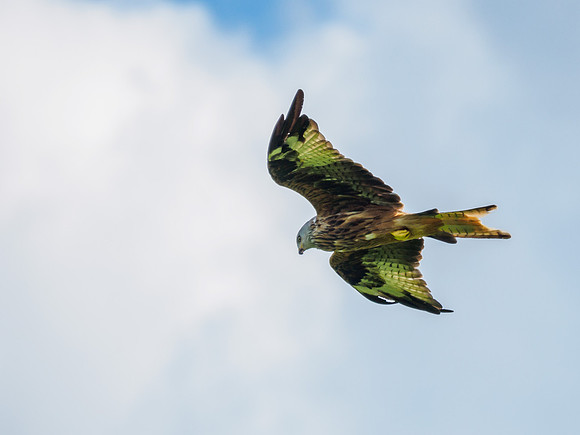 Tollie Red Kites