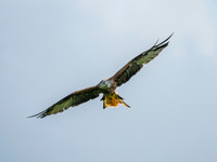 Tollie Red Kites