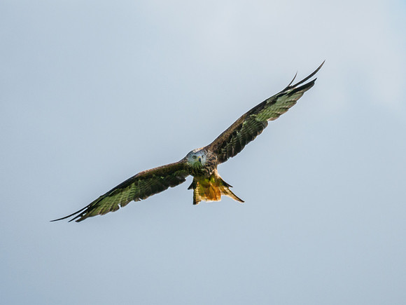 Tollie Red Kites