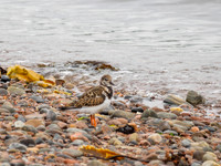 Chanonry Point