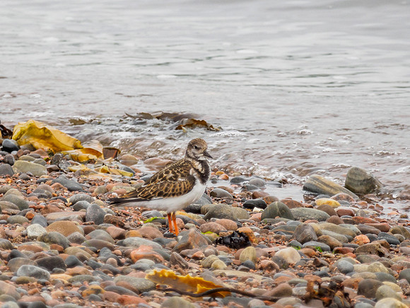 Chanonry Point