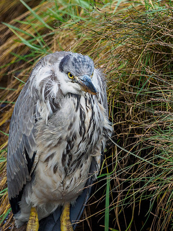 Young Grey Heron