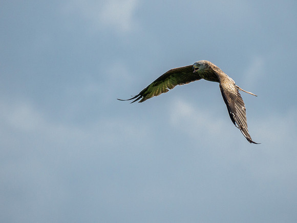 Tollie Red Kites