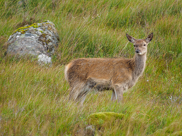 Hinds and Fawns