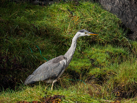 Young Grey Heron