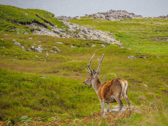 Red Deer Stag
