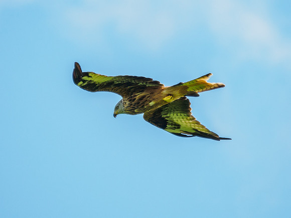 Tollie Red Kites