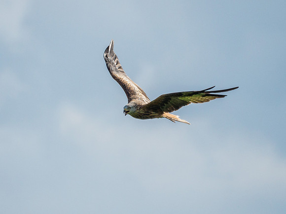 Tollie Red Kites