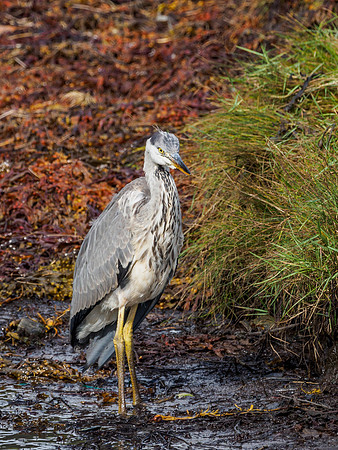Young Grey Heron