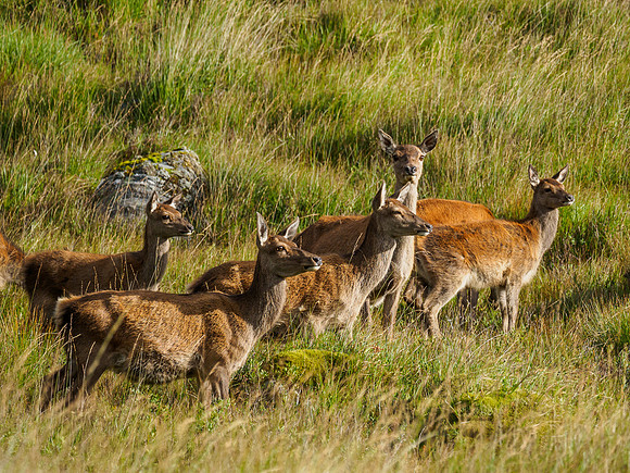 Hinds and Fawns