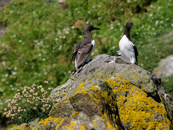Lunga Guillemots