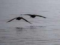 Chanonry Point