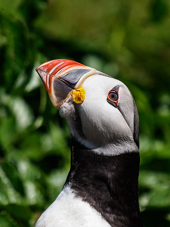 Lunga Puffin 10