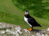 Lunga Puffin 2