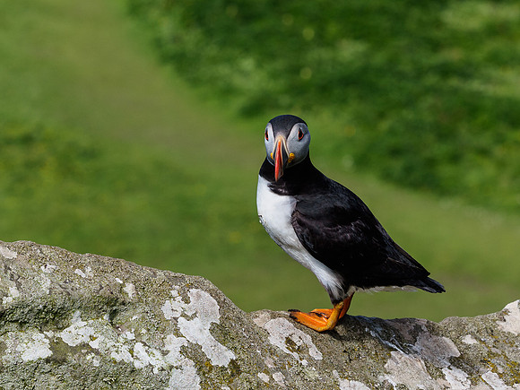 Lunga Puffin 2