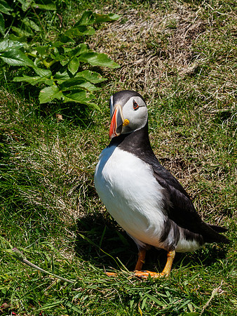 Lunga Puffin 5