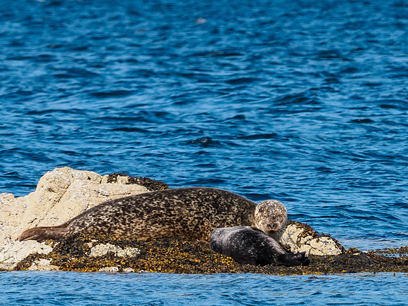 Seal with Pup 2