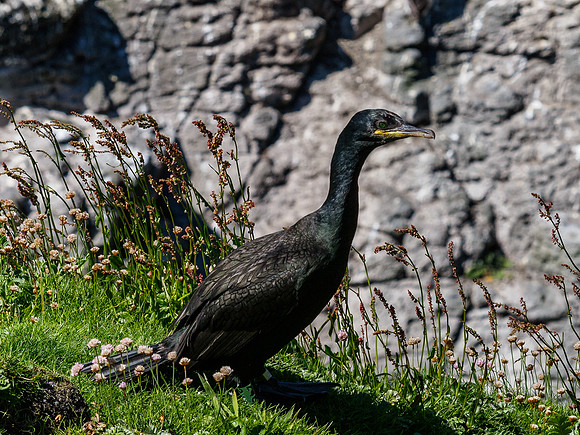 Shag on Lunga