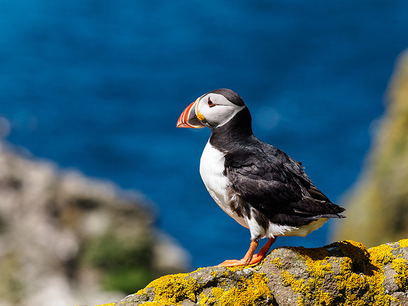 Lunga Puffin 9