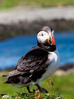 First Lunga Puffin Shot