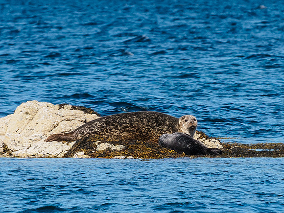 Seal with Pup 1